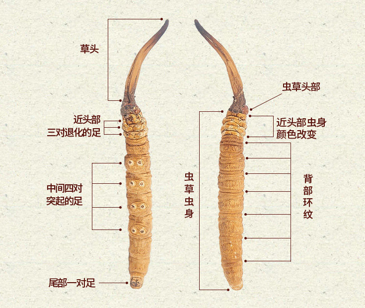 發(fā)酵冬蟲(chóng)夏草菌粉,發(fā)酵冬蟲(chóng)夏草